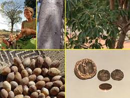 Image result for Coula edulis