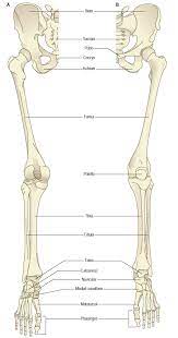 Calcaneus, talus, navicular medial cuneiform, intermediate cuneiform, lateral cuneiform and cuboid. On The Left A Posterior View Of The Of The Bones Of The Lower Limb Download Scientific Diagram