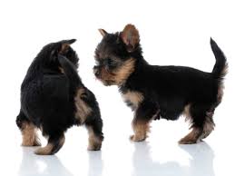 In the past though, tail docking may have turned helpful in certain working dog breeds for the purpose of preventing injury. Why Do You Dock Yorkies Tails The Who What Why When Where And How Thegoodypet