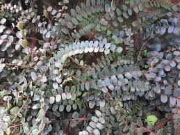 Image result for Pellaea dura