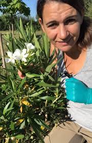 Comment faire fleurir un laurier rose?