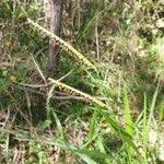Image result for Urochloa eminii