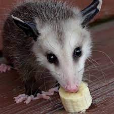 Pin By Chester On Opossums Baby Possum Kitten Adoption Like A Cat
