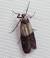 Pantry Moth