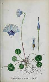 Heaveninawildflower Soldanella Alpina Snowbell Or Blue Moonwort Soldanella Pusilla Baumgarten Soldanella Minima Flower Art Botanical Illustration Plants