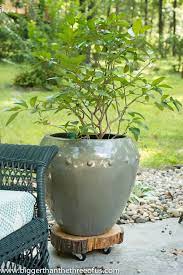 Diy Rolling Plant Stand Diy Plant Stand Plant Stand With Wheels Plants