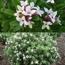 Maybe you would like to learn more about one of these? Daphne X Transatlantica Eternal Fragrance Daphne Fragrant Flowers Plant Combinations Daphne Eternal Fragrance