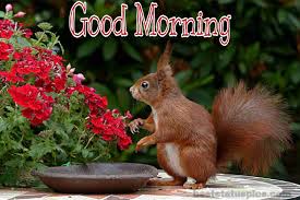Good morning images with animals hd. 911 Beautiful Good Morning Nature Hd Images Pics 2021 Best Status Pics
