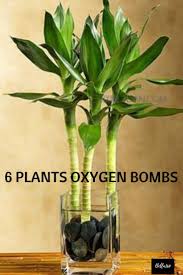 6 Top Plants Oxygen Bomb Plants In Our Earth Keep Them And They Will Clean Your Room Air And Release Oxygen Plants Bamboo Plants Water Plants