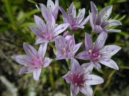 Image result for Vepris drummondii