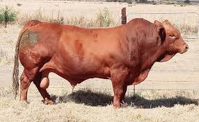 Enjoy these cows price meats from alibaba.com and save money today. Highest Quantity Ever Paid Beefmaster Bull Offered For R1 1 Million Your Source For So Long