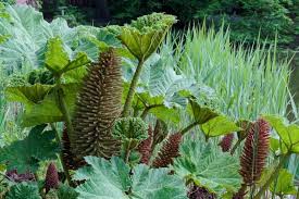 Image result for Gunnera