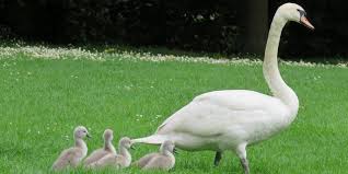 Maybe you would like to learn more about one of these? Lirik Lagu Potong Bebek Angsa Lagu Daerah Nusa Tenggara Timur Diadona Id