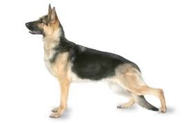 Through the dog's lifetime, the average cost of owning a german shepherd is $17,935. German Shepherd Dog Breed Information Pictures Characteristics Facts Dogtime
