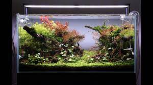 Learn to aquascape like the professionals! Aquascape Tutorial Step By Step 90cm Planted Aquarium Youtube