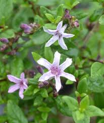 Image result for Falkia oblonga