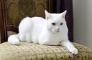 Cat Breeds | Purina