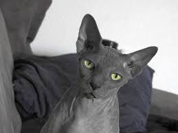 If you're interested in information on how we accept up to two applications per animal, and do not do same day adoptions. 7 Hairless Cat Breeds That Are Wonderfully Weird Crazy Rich Pets