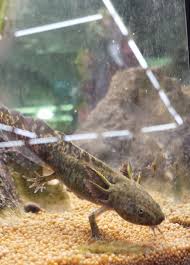 В конце видео спец сюрприз… чудо света находится в германии. Zoo Zajac Gmbh Unsere Axolotl Sind Schon Fit Facebook