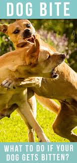 The bow consists of the dogs lowering their front legs and chest, and straightening their back legs. Dog Bite What To Do If Your Dog Gets Bitten