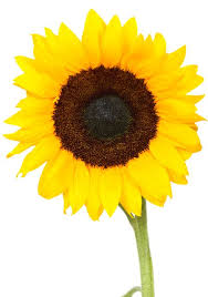 See more ideas about white sunflowers, sunflower, white flowers. Sunflower Isolated In Studio Over A White Background Freestock Photos