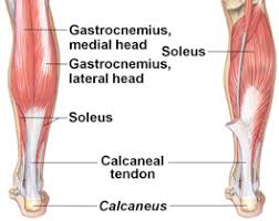 The gastrocnemius is the big muscle at the back of the lower leg. Lower Leg Pain In Athletes Know The Difference