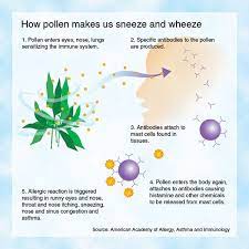 Allergy Season How Pollen Makes Us Sneeze And Wheeze Allergies Allergy Season Seasonal Allergies