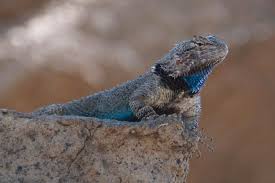 We did not find results for: Clark S Spiny Lizard Photograph By Dennis Boyd