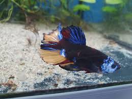 Gourami And Betta? | My Aquarium Club