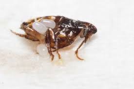 How To Get Rid Of Fleas On Dog | Remedy To Kill Fleas Fast! - Youtube