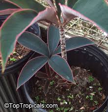 Image result for Amorphophallus richardsiae