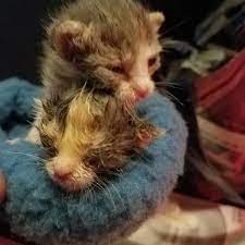 Be A Kitten Hero Last Ditch Efforts To Try When Trying To Save A Dying Kitten Hubpages