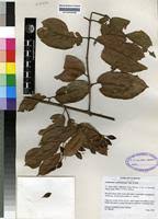 Image result for Combretum xanthothyrsum