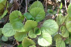 Image result for Plectranthus verticillatus