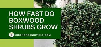 And spreading in the u.s. How Fast Do Boxwoods Grow Urbanorganicyield Com