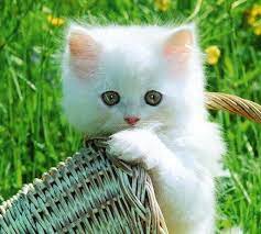 This valentine's day you wont be going out to eat. My Beautiful And Sweet Kitten Cute Or Not Imgur