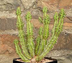 Image result for Euphorbia eylesii