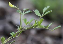 Image result for Medicago laciniata