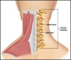 Pin On Human Anatomy And Physiology