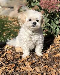 Southview Animal Hospital