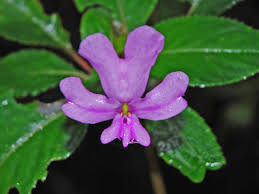 Image result for Balsaminaceae