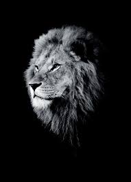 Dark Lion Head Par Wouter Rikken Animaux Noir Blanc Animauxsauvages Lions Noir Blanc Chien Noir Et Blanc Lion Noir Et Blanc Photographie De Lion