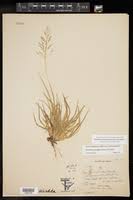 Image result for Sporobolus coromandelianus