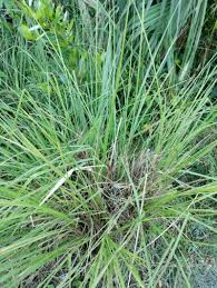 Image result for Digitaria velutina
