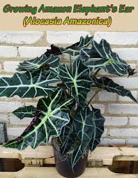 Pin On Gardening Plants 2017