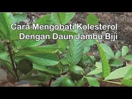 Hasil gambar untuk obat herbal kolesterol