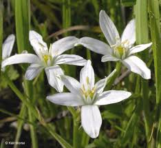 Image result for Ornithogalum