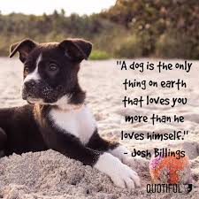 They know it and so do we. Happy National Dog Day Quotes