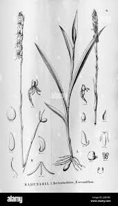 Image result for Disperis reichenbachiana