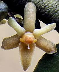 Image result for Tridactyle bicaudata